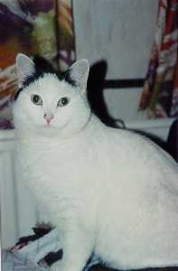 chipie01.jpg (6312 octets)