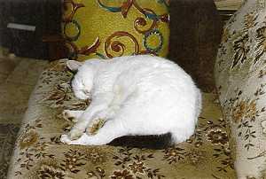 chipie02.jpg (11714 octets)